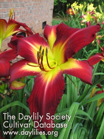 Daylily Welcome to My World